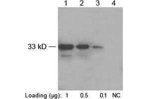 Western blot analysis of His-fusion protein (MW~33 kD) using 1 µg/mL Rabbit Anti-His-tag Polyclonal Antibody (ABIN398410) Lane 1-3: N-terminal His-fusion proteinLane 4: Negative E. (His Tag 抗体)