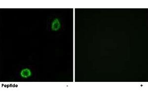 Immunofluorescence analysis of A-549 cells, using ABCA13 polyclonal antibody .