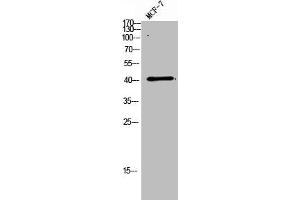 Western Blot analysis of MCF7 cells using DC-LAMP Polyclonal Antibody (LAMP3 抗体  (Internal Region))