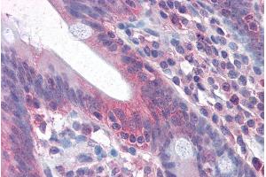 ABIN571054 (3. (FAS 抗体  (Internal Region))