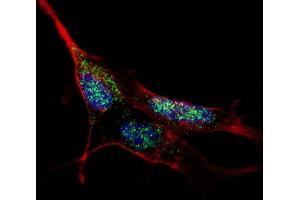 Immunofluorescence (IF) image for anti-Kruppel-Like Factor 4 (Gut) (KLF4) antibody (ABIN389189)