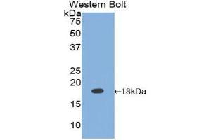 Western Blotting (WB) image for anti-Calmodulin,CAM (AA 1-149) antibody (ABIN1077888) (Calmodulin,CAM 抗体  (AA 1-149))