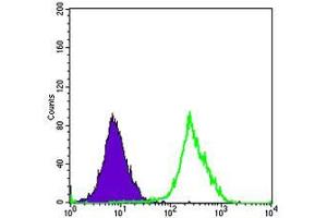 Flow cytometric analysis of Hela cells using FUK mouse mAb (green) and negative control (purple). (FUK 抗体)