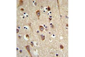 Immunohistochemistry analysis in formalin fixed and paraffin embedded brain tissue reacted with LUC7L2 Antibody (C-term) followed which was peroxidase conjugated to the secondary antibody and followed by DAB staining. (LUC7L2 抗体  (C-Term))