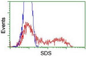 HEK293T cells transfected with either RC217814 overexpress plasmid (Red) or empty vector control plasmid (Blue) were immunostained by anti-SDS antibody (ABIN2455352), and then analyzed by flow cytometry. (serine Dehydratase 抗体)