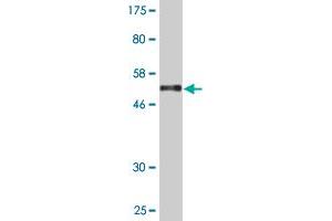 Western Blot detection against Immunogen (54. (RSG1 抗体  (AA 1-258))