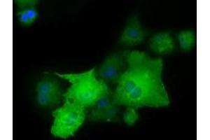 Anti-PAICS mouse monoclonal antibody (ABIN2453414) immunofluorescent staining of COS7 cells transiently transfected by pCMV6-ENTRY PAICS (RC215225). (PAICS 抗体)