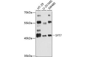 Western blot analysis of extracts of various cell lines, using SYT7 antibody (ABIN6129754, ABIN6148793, ABIN6148794 and ABIN6216498) at 1:3000 dilution. (SYT7 抗体  (AA 38-170))