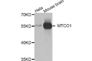 Western blot analysis of extracts of various cell lines, using MT-CO1 antibody (ABIN5975858) at 1/1000 dilution. (PTGS1 抗体)