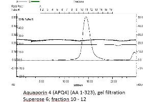 Aquaporin 4 Protein (AQP4) (AA 1-323) (rho-1D4 tag,His tag)