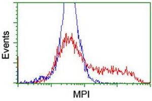 HEK293T cells transfected with either RC208134 overexpress plasmid (Red) or empty vector control plasmid (Blue) were immunostained by anti-MPI antibody (ABIN2455805), and then analyzed by flow cytometry. (MPI 抗体)
