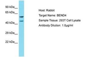 Image no. 1 for anti-BEN Domain Containing 4 (BEND4) (AA 435-484) antibody (ABIN6750808) (BEND4 抗体  (AA 435-484))