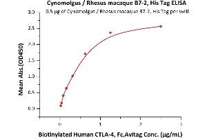 Immobilized Cynomolgus / Rhesus macaque B7-2, His Tag (Hied) (ABIN2180854,ABIN2180853) at 5 μg/mL (100 μL/well) can bind Biotinylated Human CTLA-4, Fc,Avitag (ABIN2870534,ABIN2870535) with a linear range of 0.