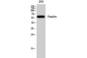 Western Blotting (WB) image for anti-Paxillin (PXN) (Thr505), (Thr508) antibody (ABIN3186345)