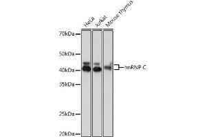 Western blot analysis of extracts of various cell lines, using hnRNP C Rabbit mAb (ABIN7267629) at 1:1000 dilution. (HNRNPC 抗体)
