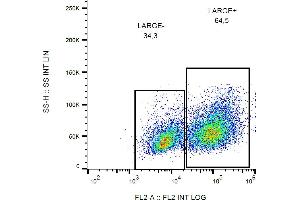 Flow cytometry analysis of LARGE1 in HEK293-LARGE1 transfectants using mouse monoclonal antibody (clone LARGE-02) PE. (LARGE1 (AA 35-142) 抗体 (PE))