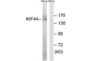 Western blot analysis of extracts from HeLa cells, using KIF4A Antibody.