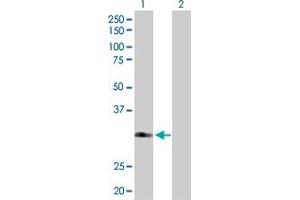 Western Blot analysis of FBXO6 expression in transfected 293T cell line by FBXO6 MaxPab polyclonal antibody. (FBXO6 抗体  (AA 1-293))