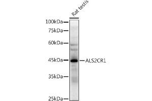 Western blot analysis of extracts of Rat testis, using (ABIN7268912) at 1:500 dilution. (NIF3L1 抗体)