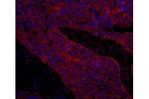 Immunofluorescence (IF) image for anti-Eukaryotic Translation Initiation Factor 3, Subunit B (EIF3B) (AA 100-150) antibody (ABIN7448960)