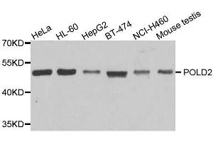 Western blot analysis of extracts of various cell lines, using POLD2 antibody.