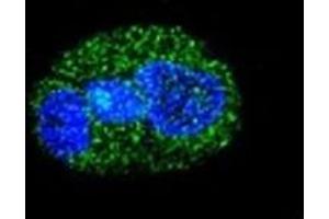 Confocal immunofluorescent analysis of HNF1A antibody with HepG2 cells followed by Alexa Fluor 488-conjugated goat anti-rabbit lgG (green). (HNF1A 抗体  (AA 177-205))