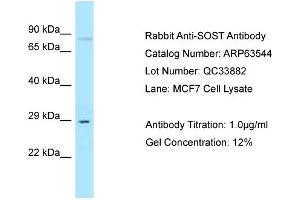 Western Blotting (WB) image for anti-Sclerostin (SOST) (N-Term) antibody (ABIN2789538) (Sclerostin 抗体  (N-Term))