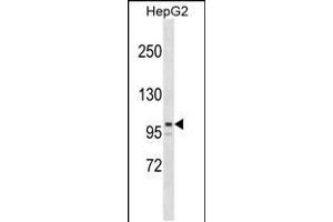 Western blot analysis in HepG2 cell line lysates (35ug/lane). (ARID5B 抗体  (AA 389-418))
