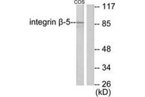 Western blot analysis of extracts from COS7 cells, using Integrin beta5 Antibody. (Integrin beta 5 抗体  (AA 721-770))