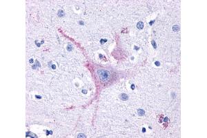 Anti-GPR32 antibody  ABIN1048799 IHC staining of human brain, cortex. (GPR32 抗体  (Extracellular Domain))