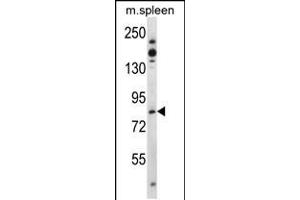 Western blot analysis in mouse spleen tissue lysates (35ug/lane). (Tiparp 抗体  (N-Term))