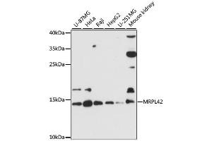 Western blot analysis of extracts of various cell lines, using MRPL42 antibody (ABIN6292792) at 1:3000 dilution.