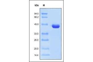 SDS-PAGE (SDS) image for Protein L protein (His tag) (ABIN2181671) (Protein L Protein (His tag))