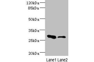 EAF2 antibody  (AA 1-170)