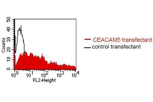 FACS analysis of BOSC23 cells using MUS. (CEACAM5/6 抗体)