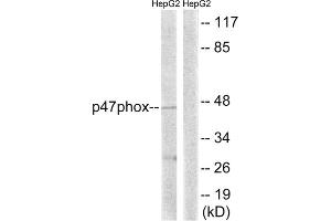 Western blot analysis of extracts from HepG2 cells, treated with TNF (20ng/ml, 5mins), using p47 phox (epitope around residue 345) antibody. (NCF1 抗体  (Ser345))