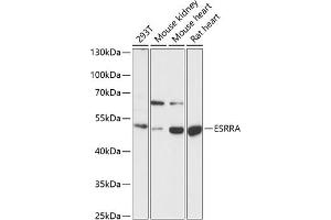 Western blot analysis of extracts of various cell lines, using ESRRA antibody (ABIN6129375, ABIN6140306, ABIN6140307 and ABIN6218463) at 1:1000 dilution. (ESRRA 抗体  (AA 1-423))
