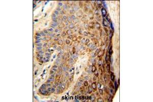 Formalin-fixed and paraffin-embedded human skin reacted with FA96B Antibody (N-term), which was peroxidase-conjugated to the secondary antibody, followed by DAB staining. (FAM96B 抗体  (N-Term))