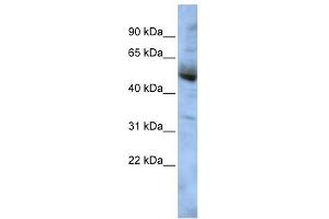 WB Suggested Anti-COPS4 Antibody Titration: 0. (COPS4 抗体  (Middle Region))