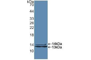 Western blot analysis of recombinant Human HNRPA2B1. (HNRNPA2B1 抗体  (AA 21-103))