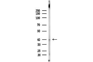 anti-LFNG O-Fucosylpeptide 3-beta-N-Acetylglucosaminyltransferase (LFNG) (Internal Region) antibody