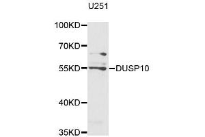 Western blot analysis of extracts of U-251MG cells, using DUSP10 antibody (ABIN5996060) at 1/1000 dilution. (DUSP10 抗体)