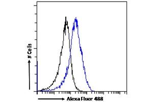 (ABIN190809) Flow cytometric analysis of paraformaldehyde fixed MCF7 cells (blue line), permeabilized with 0. (CHD5 抗体  (Internal Region))