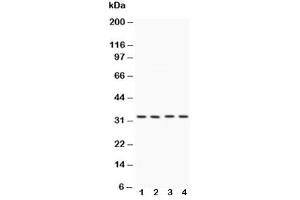 Western blot testing of Caspase-7 antibody and Lane 1:  HeLa (Caspase 7 抗体  (AA 237-255))
