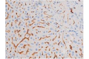 ABIN6267486 at 1/200 staining Mouse liver tissue sections by IHC-P. (IRS1 抗体  (pSer639))