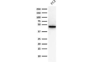Western Blot Analysis of human Prostate Cancer PC-3 cell lysate Cytokeratin 19 Mouse Monoclonal Antibody (A53-B/A2. (Cytokeratin 19 抗体)