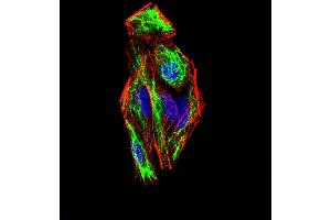 Immunofluorescence analysis of Hela cells using SNAI2 mouse mAb (green). (SLUG 抗体  (AA 100-200))