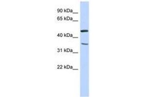 Image no. 1 for anti-Family with Sequence Similarity 81, Member B (FAM81B) (N-Term) antibody (ABIN6741214) (FAM81B 抗体  (N-Term))