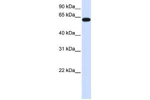Western Blotting (WB) image for anti-Heparan Sulfate 6-O-Sulfotransferase 3 (HS6ST3) antibody (ABIN2459261)