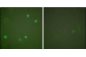 Immunofluorescence analysis of COS7 cells, using HDAC3 Antibody. (HDAC3 抗体  (AA 379-428))